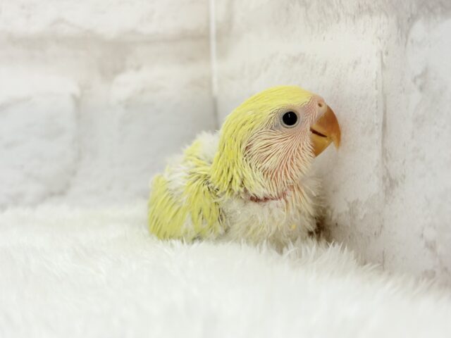 コザクラインコ（小桜インコ）