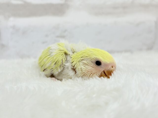 コザクラインコ（小桜インコ）