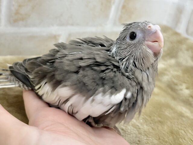 オカメインコ