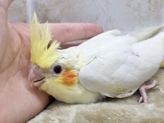 オカメインコ