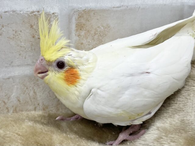オカメインコ