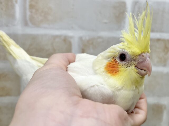 オカメインコ
