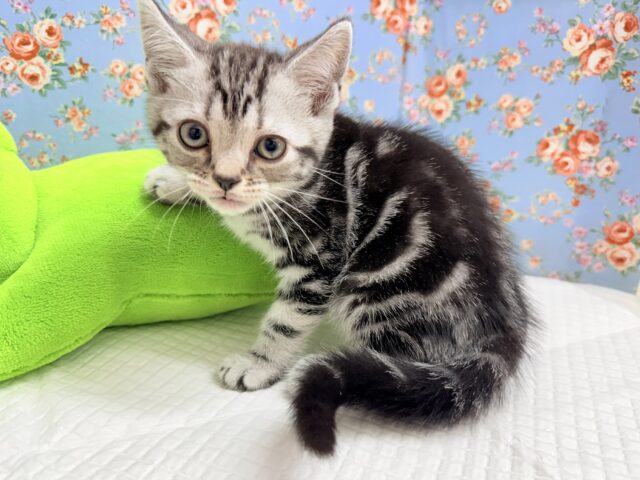 アメリカンショートヘア