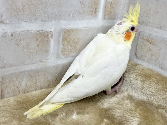 オカメインコ
