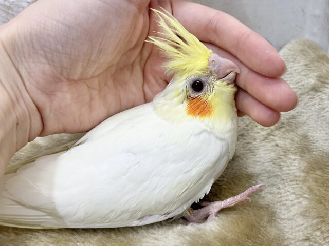 オカメインコ