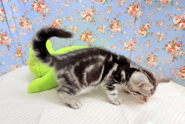 アメリカンショートヘア