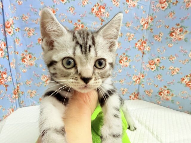 アメリカンショートヘア