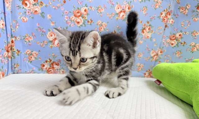 アメリカンショートヘア