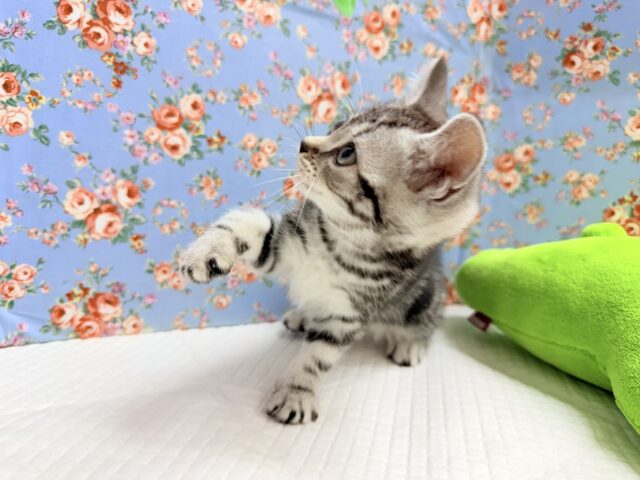 アメリカンショートヘア