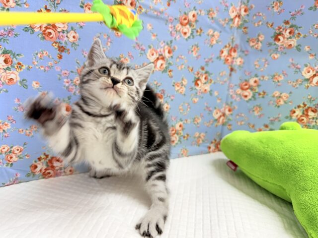 アメリカンショートヘア