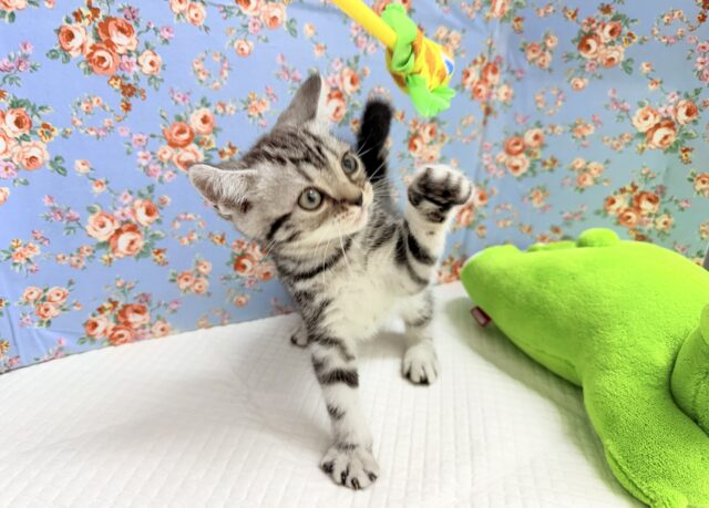 アメリカンショートヘア