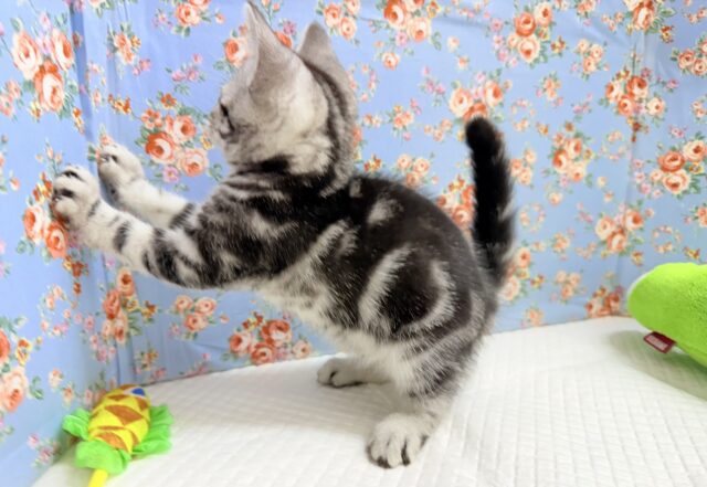 アメリカンショートヘア