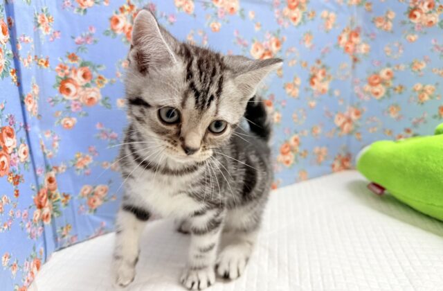 アメリカンショートヘア