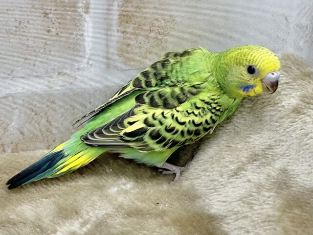 セキセイインコ