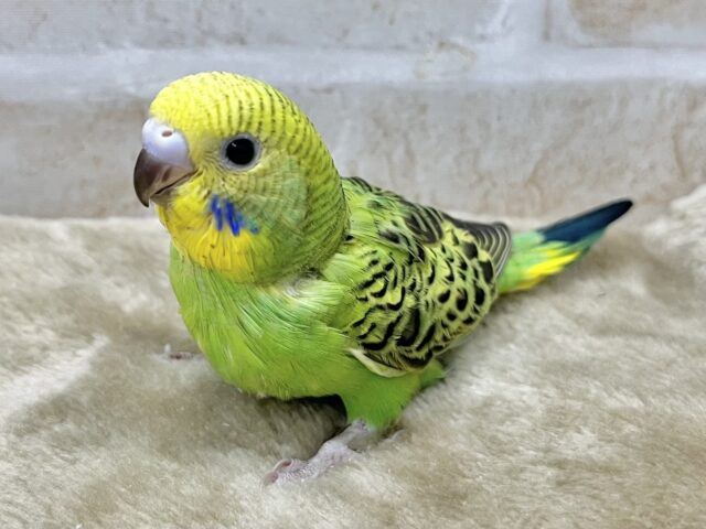 セキセイインコ