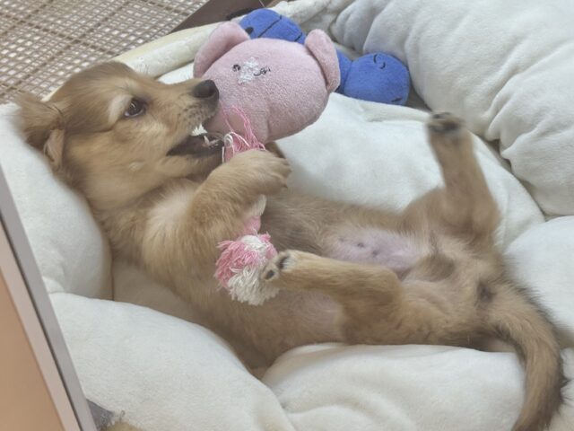 ミニチュアダックス