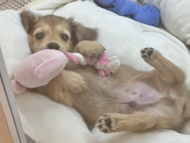 ミニチュアダックス