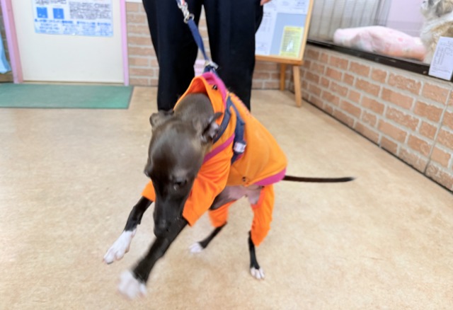 イタリアングレーハウンド