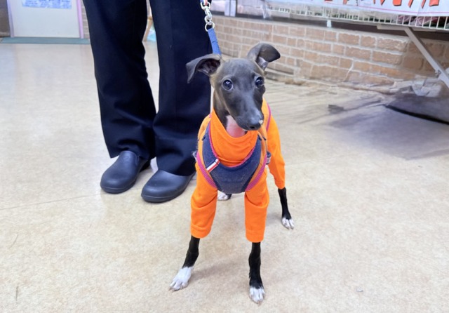 イタリアングレーハウンド