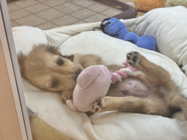 ミニチュアダックス