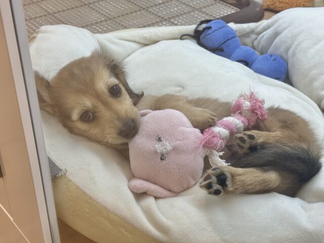 ミニチュアダックス