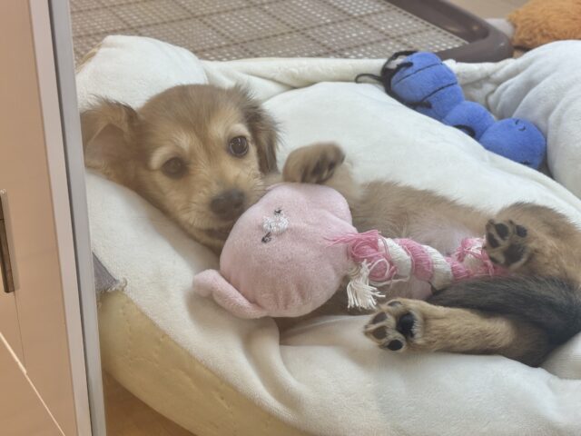 ミニチュアダックス