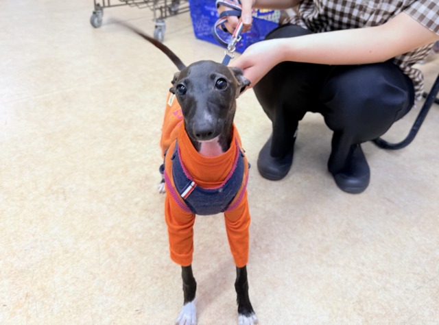 イタリアングレーハウンド