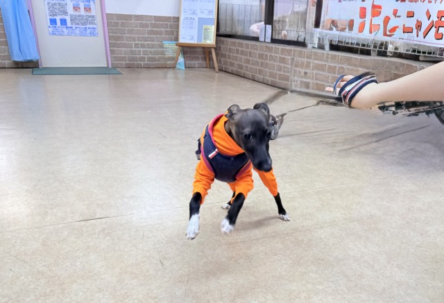 イタリアングレーハウンド