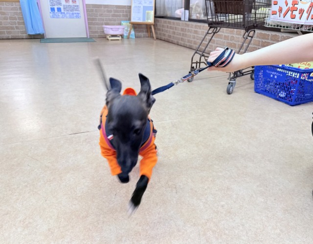 イタリアングレーハウンド