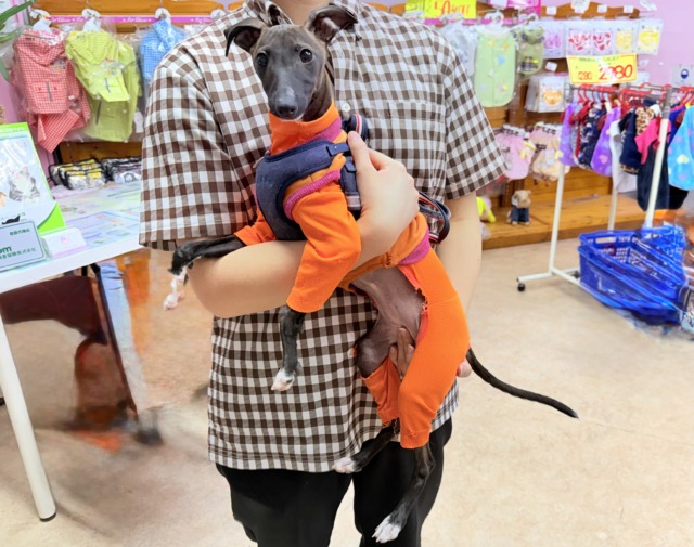 イタリアングレーハウンド