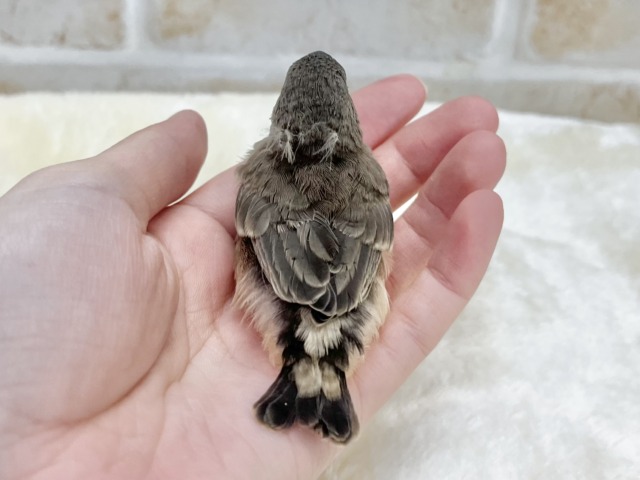 錦花鳥（キンカチョウ）