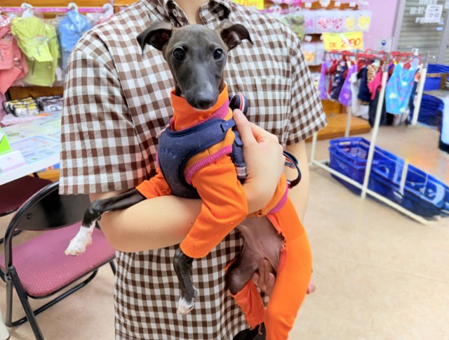 イタリアングレーハウンド