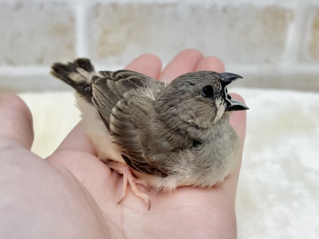 錦花鳥（キンカチョウ）