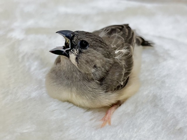 錦花鳥（キンカチョウ）