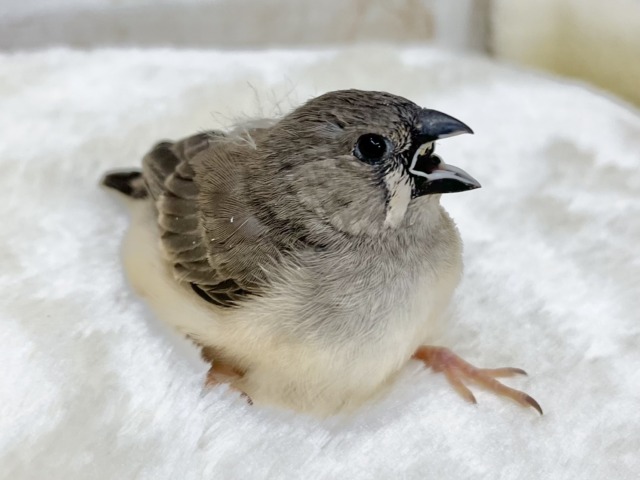 錦花鳥（キンカチョウ）