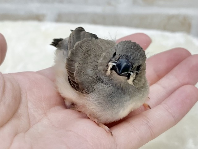 錦花鳥（キンカチョウ）