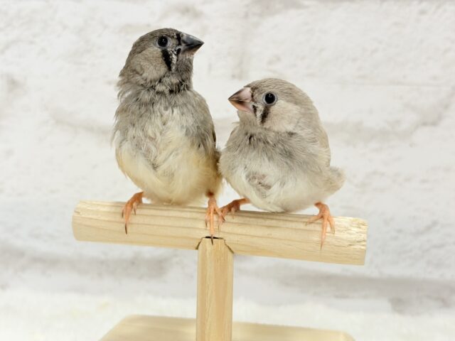 ジャンボキンカチョウ