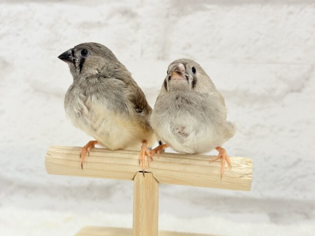 ジャンボキンカチョウ