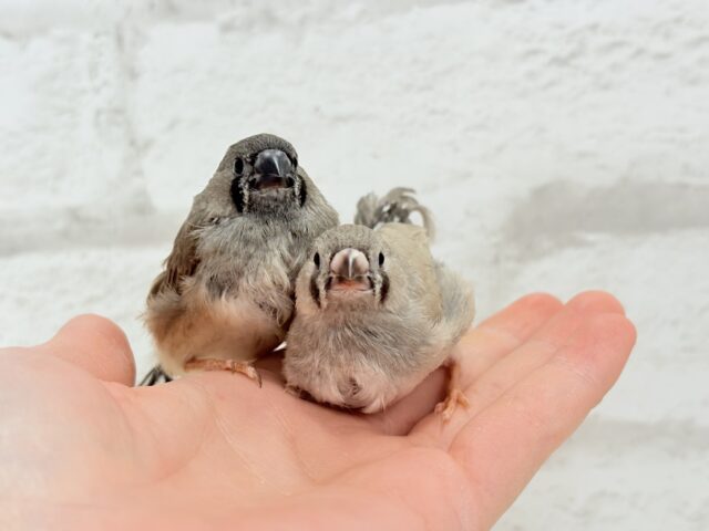 ジャンボキンカチョウ