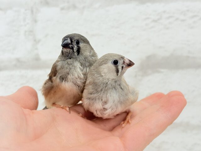 ジャンボキンカチョウ