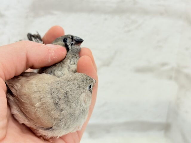 ジャンボキンカチョウ