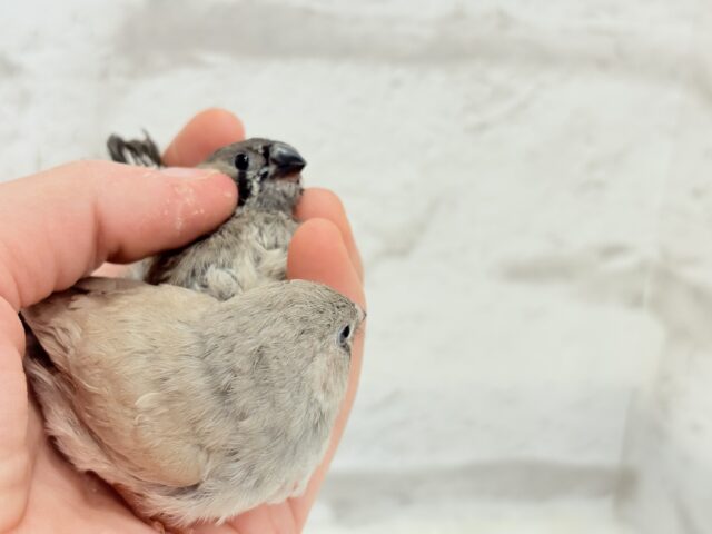 ジャンボキンカチョウ