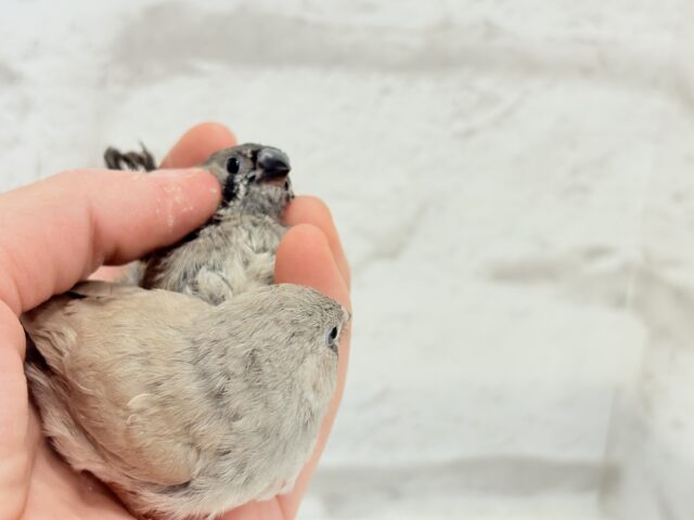 ジャンボキンカチョウ