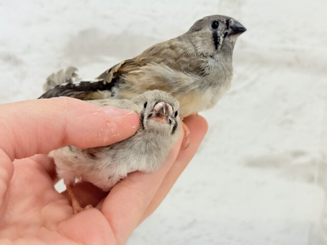 ジャンボキンカチョウ