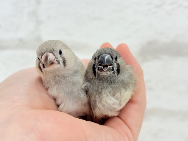 ジャンボキンカチョウ