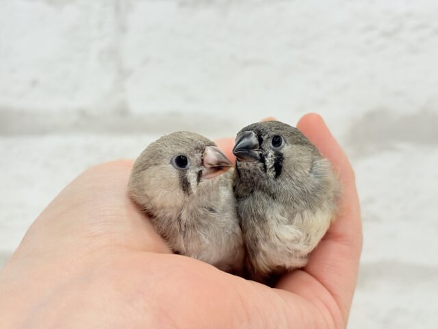 ジャンボキンカチョウ