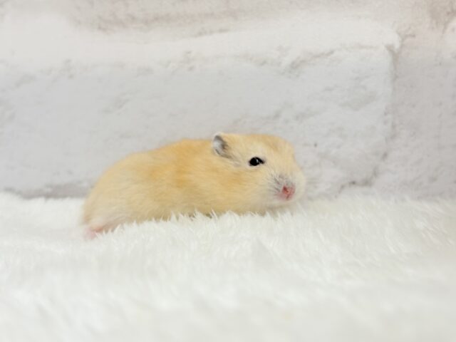 ジャンガリアン