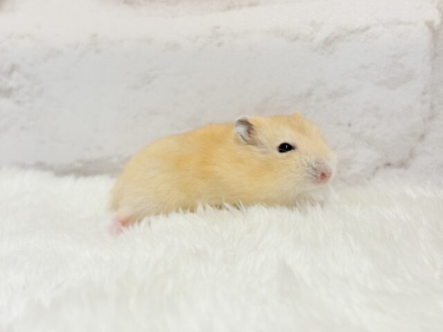 ジャンガリアン