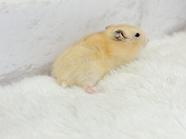 ジャンガリアン