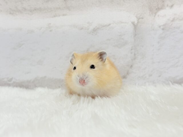 ジャンガリアン